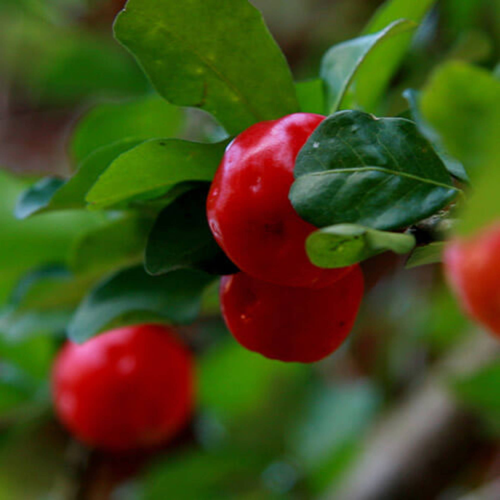 Extrait de fruit d'acérole
