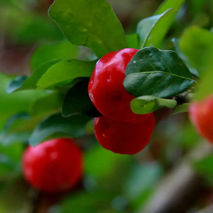  Acerola