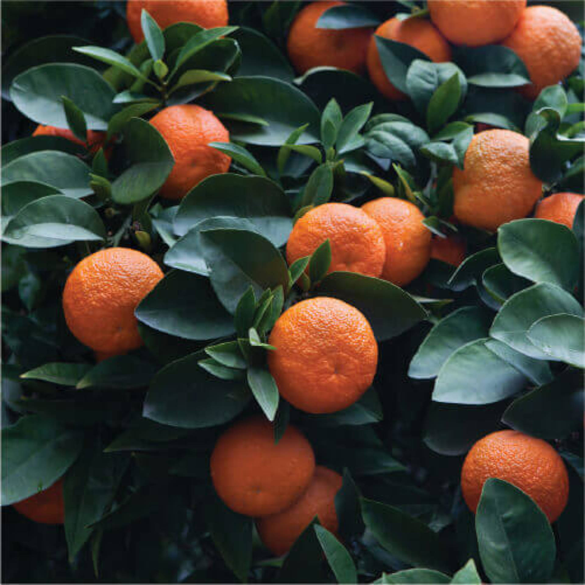 Fruit d'orange amère
