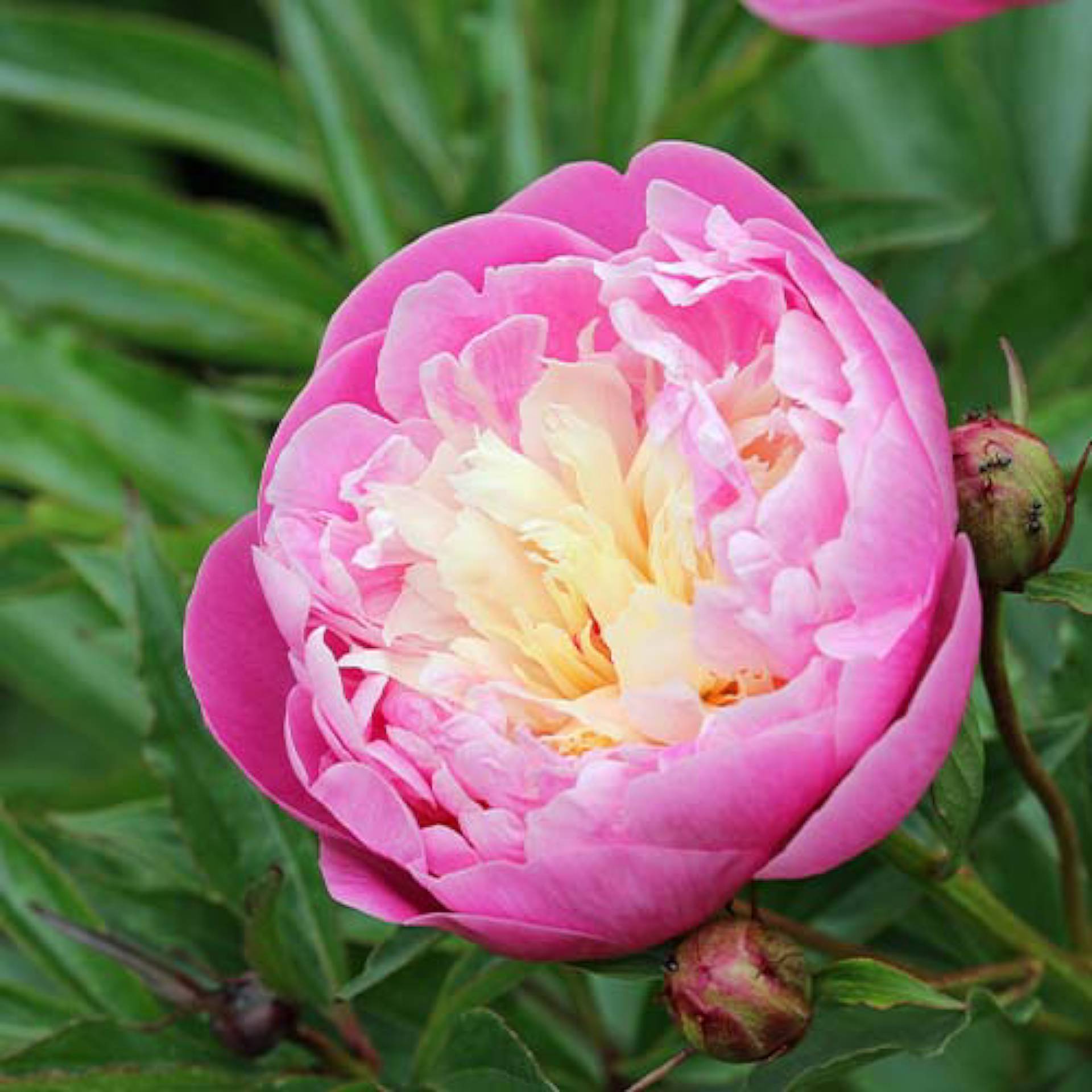Racine de pivoine