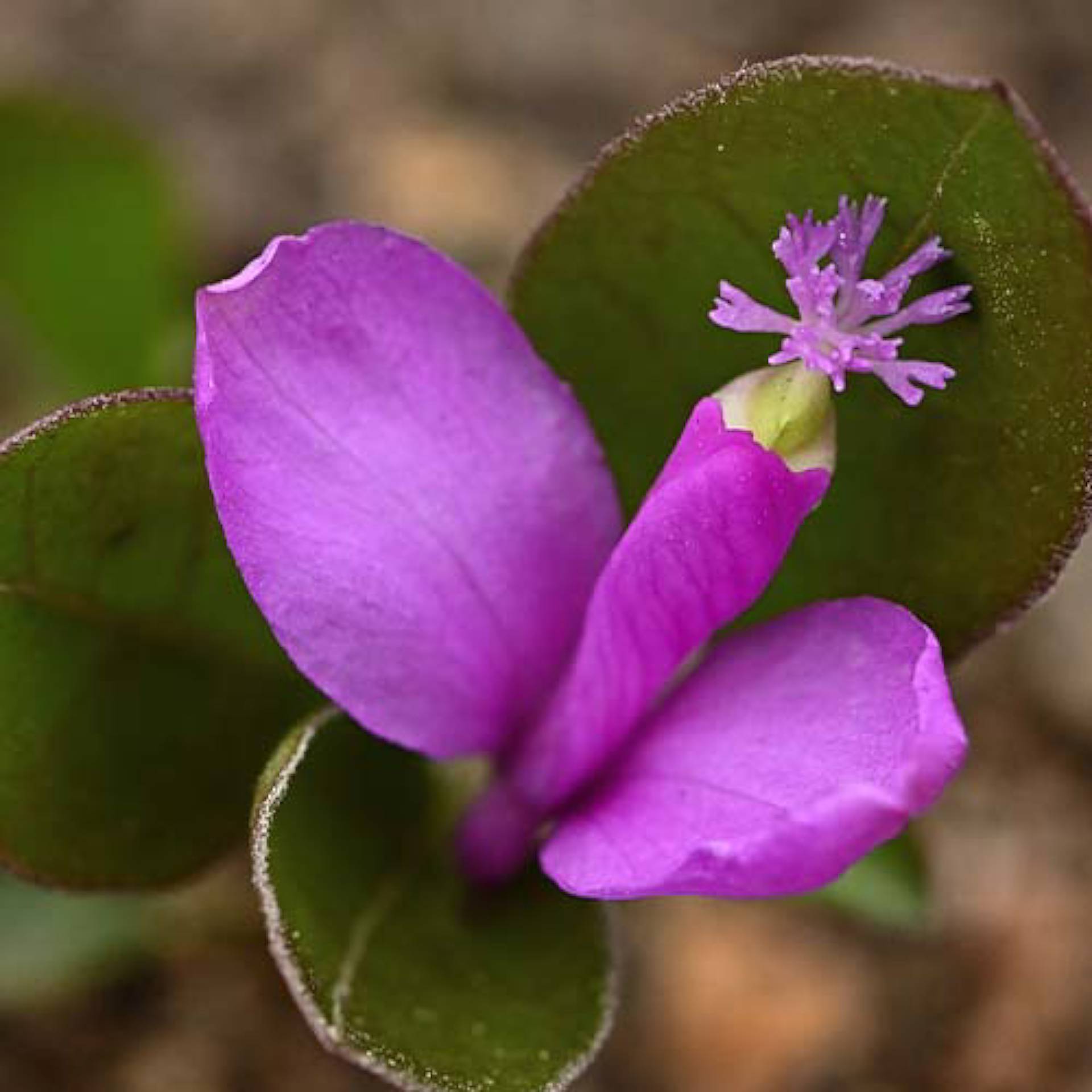 Racine de polygala