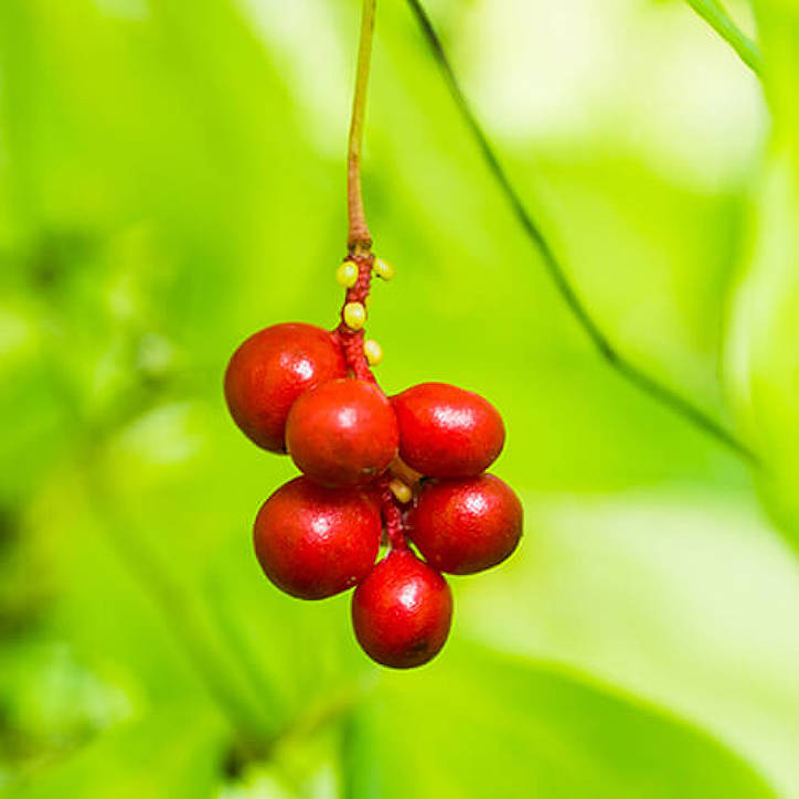 Fruit de schizandra