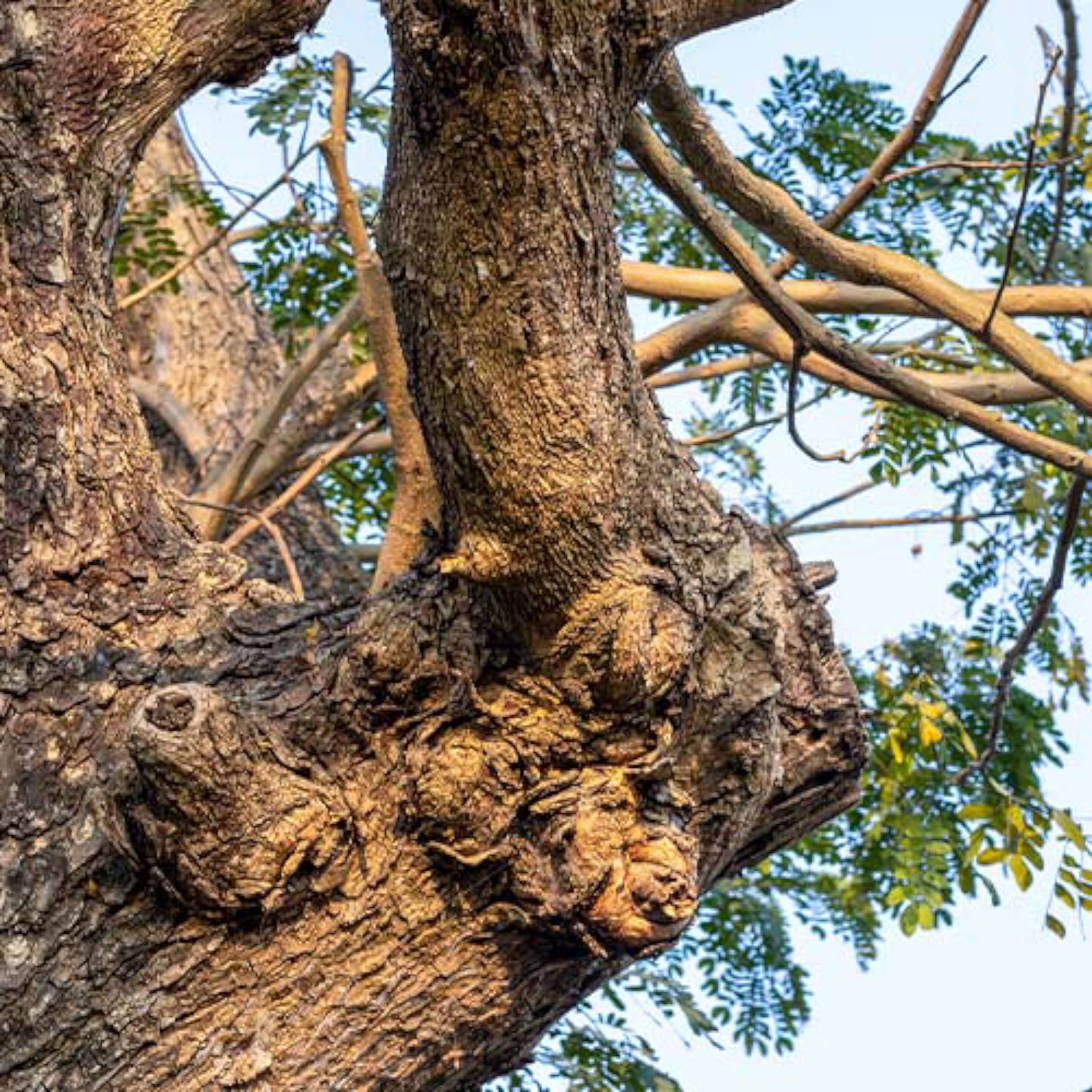 Écorce d'arbre de soie