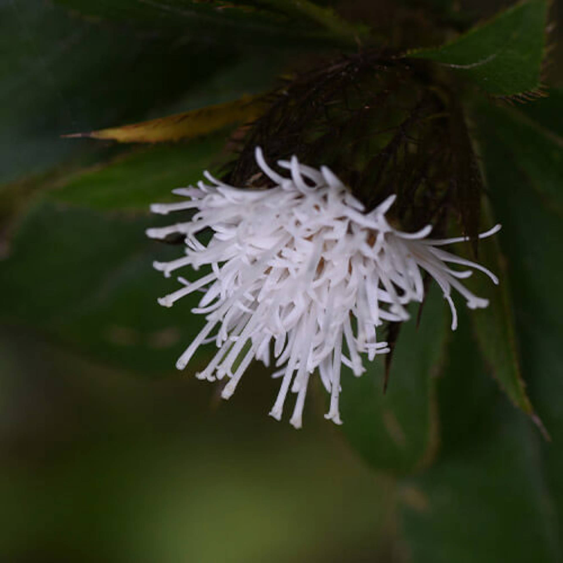 Rhizome de typhonium