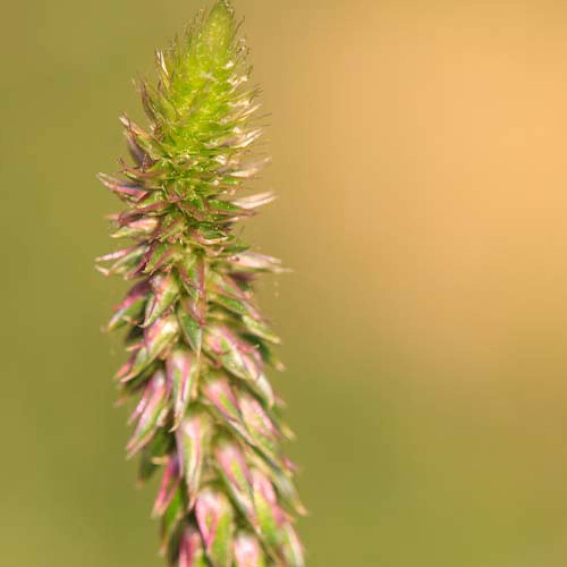 Racine d'achyranthe