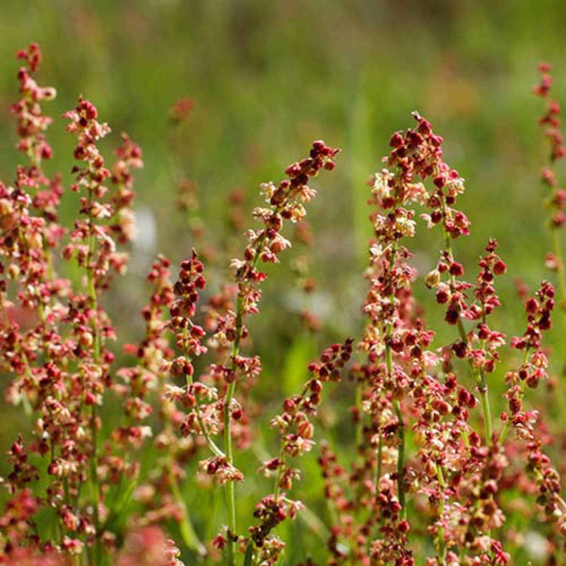 Parties aériennes de petite oseille