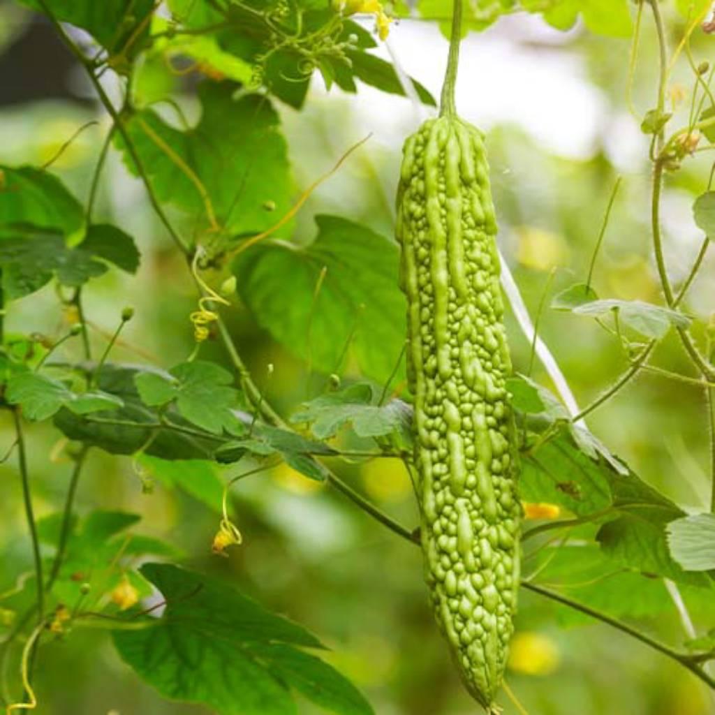 Momordica charantia fruit bark extract