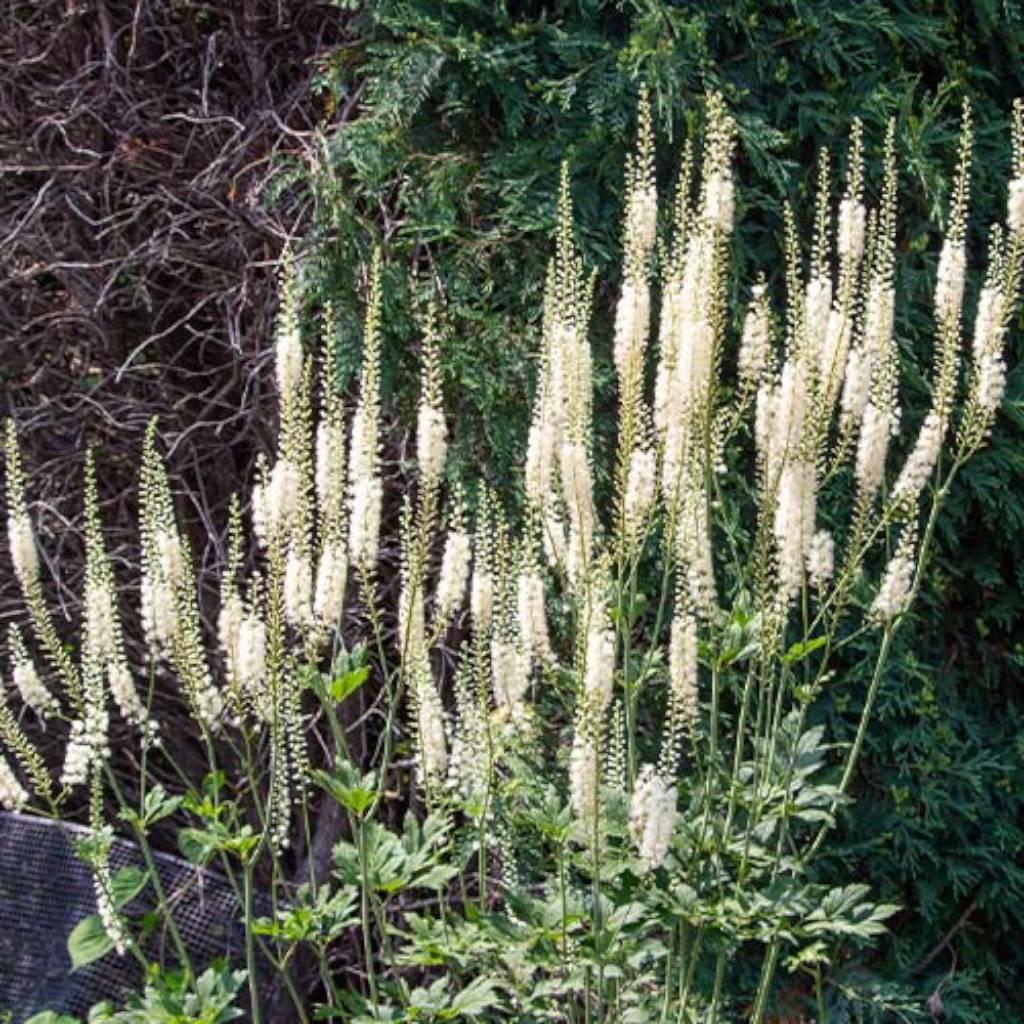 black cohosh root