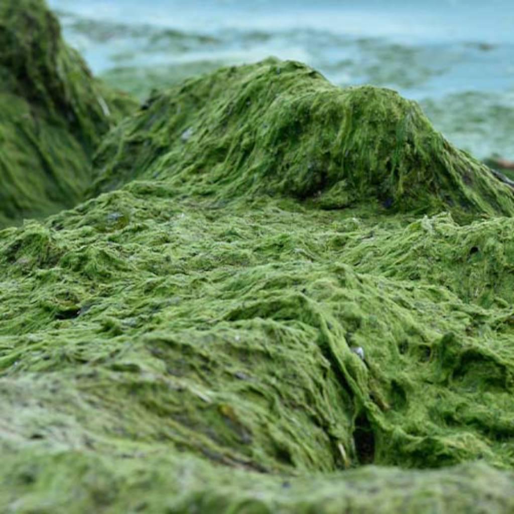 Klamath Lake blue-green algae