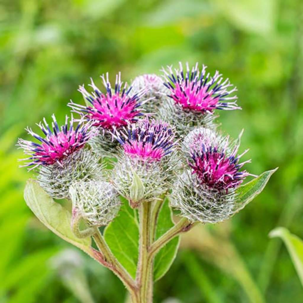 Burdock root