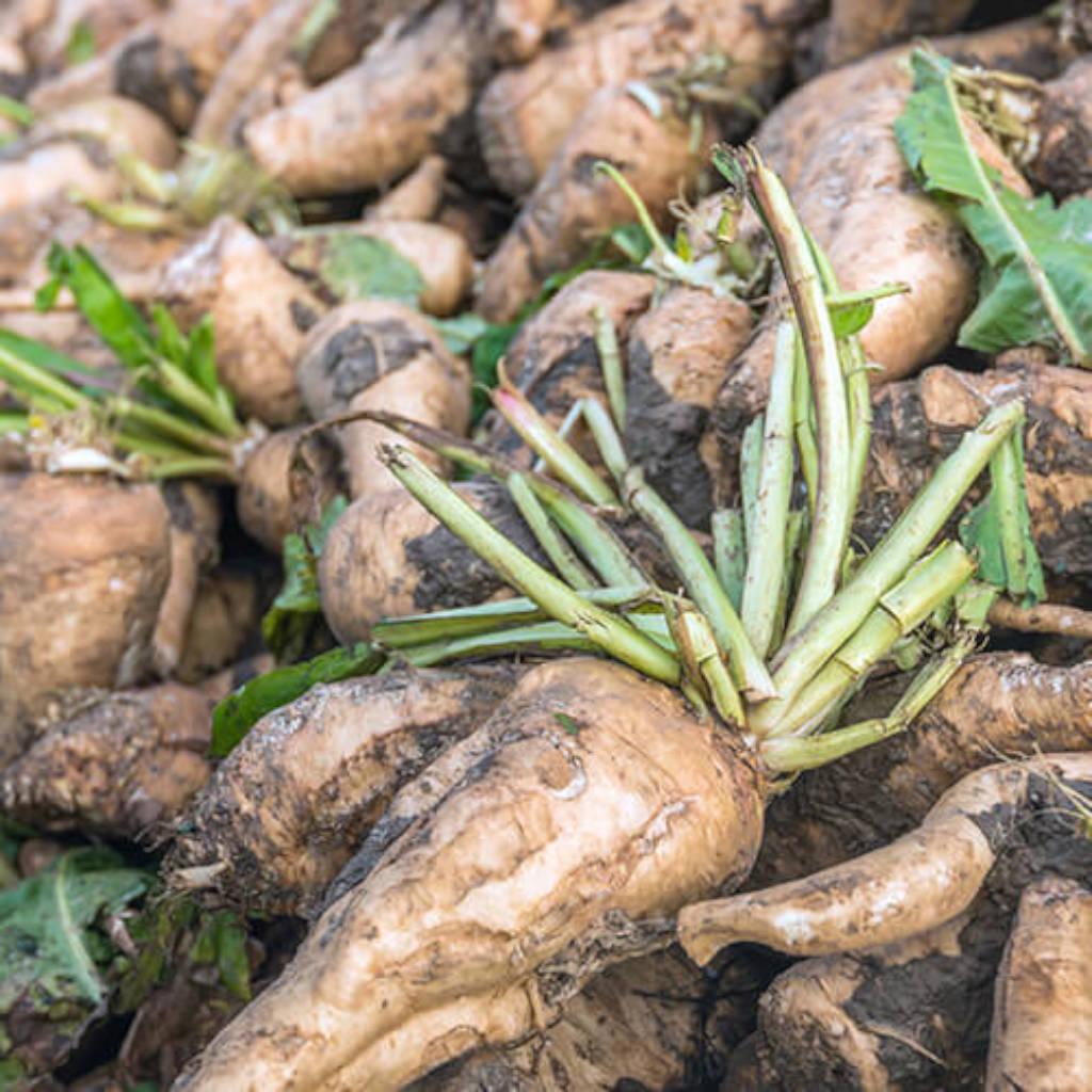 Chicory Root (Inulin Fiber)