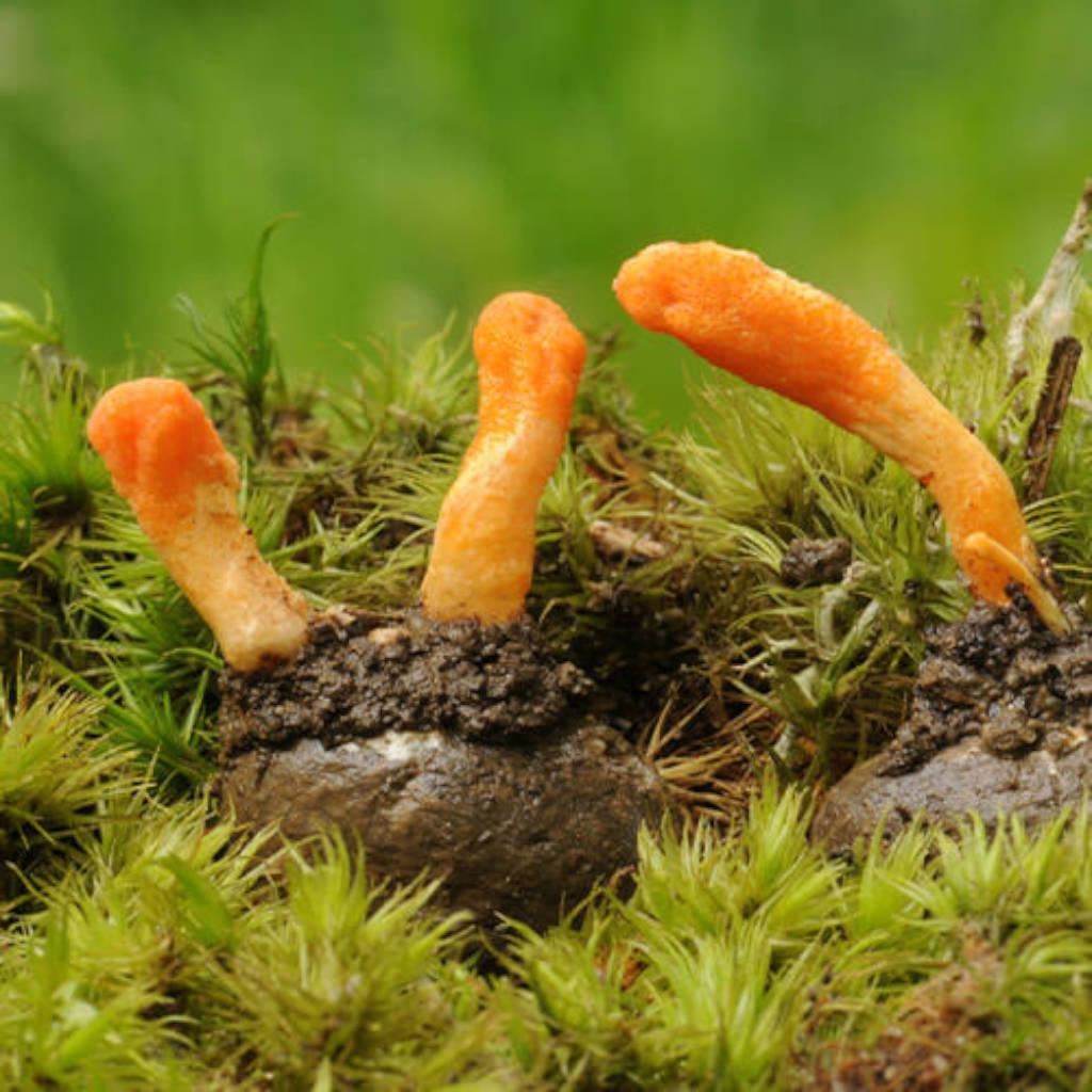 Cordyceps