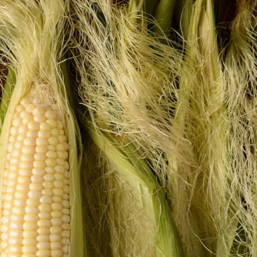 Corn silk