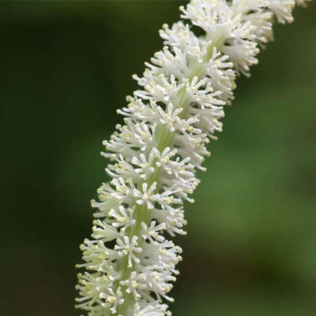false unicorn root