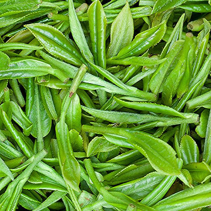 Green Tea Leaf