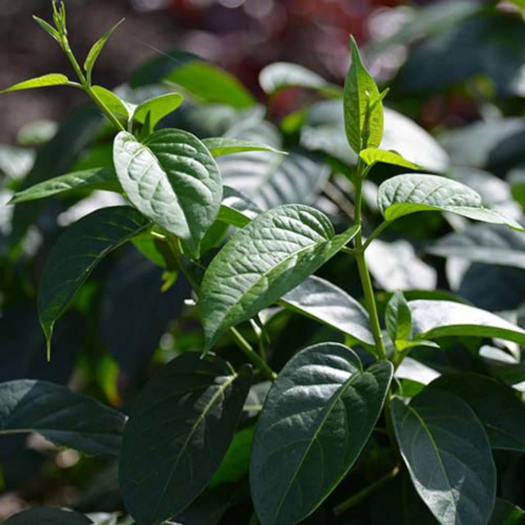 Gymnema sylvestre leaf extract