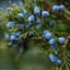 Image showcasing Kidney Activator supplements - Urinary Tract Support | Nature's Sunshine