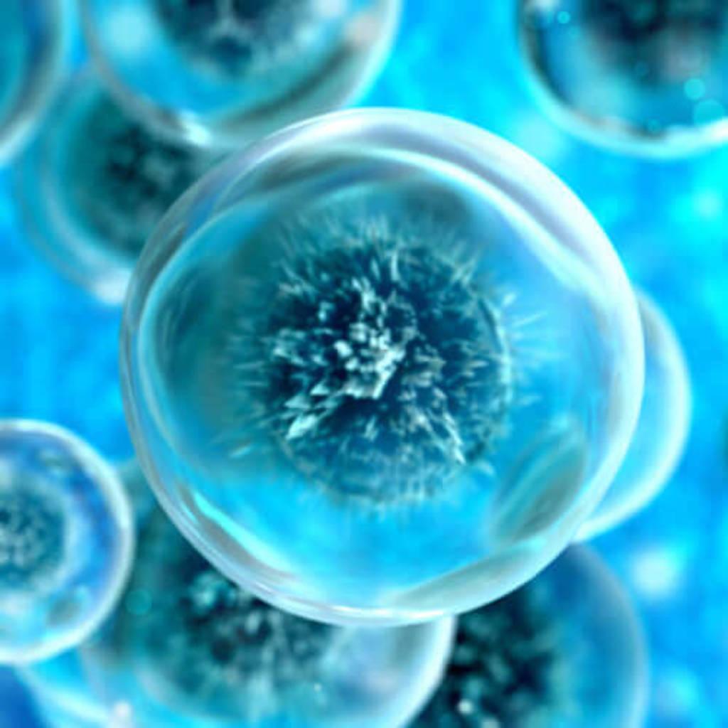 Lipase &amp; Alpha Amylase