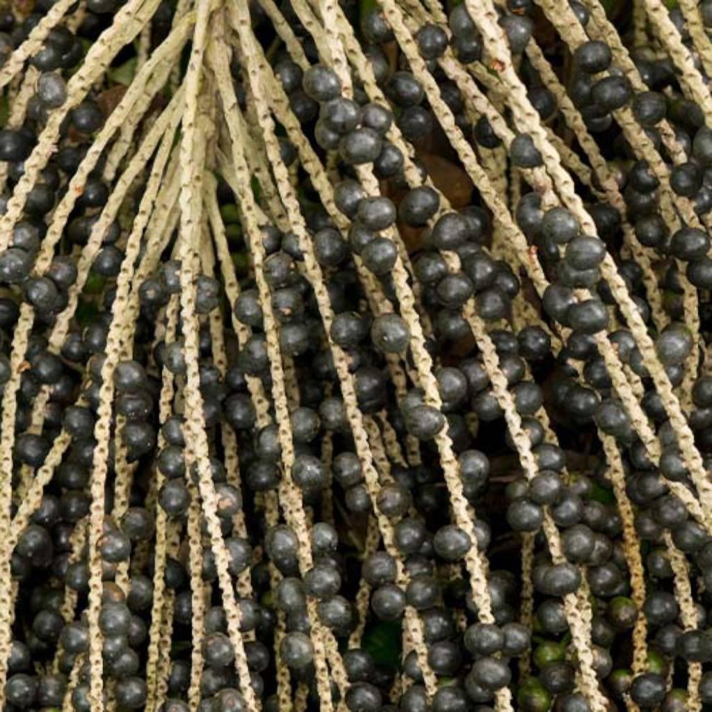 Schisandra Fruit