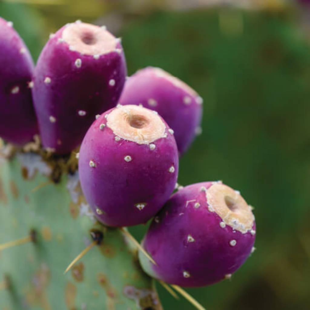 Nopal Leaf