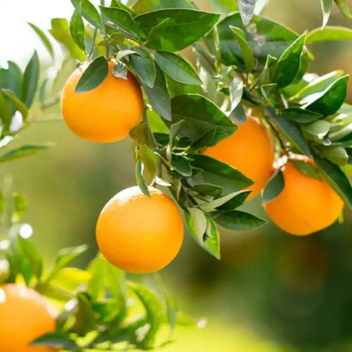 Vitamin C