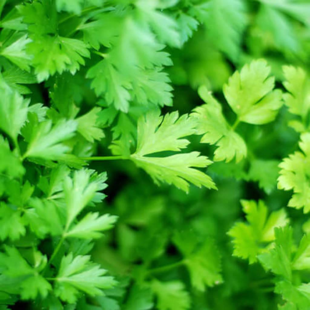 Parsley leaves
