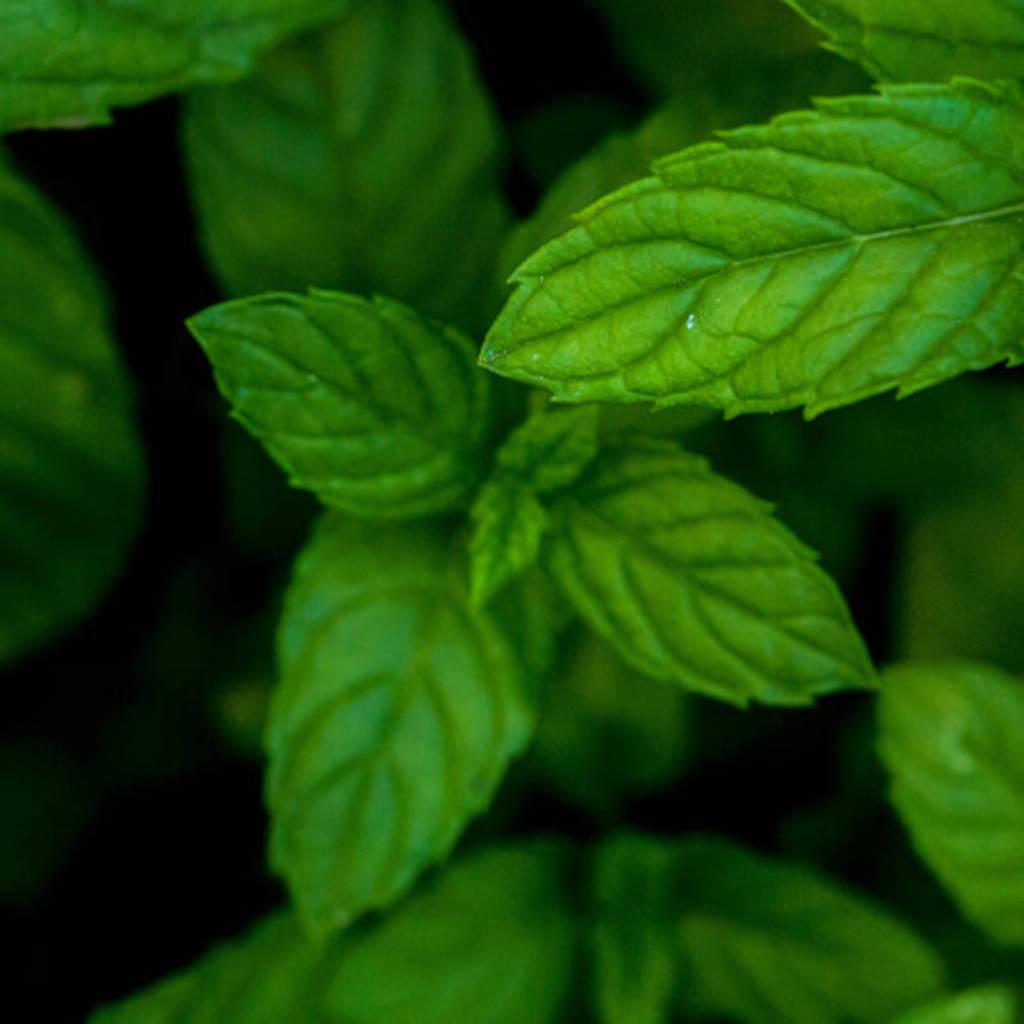 Peppermint leaves
