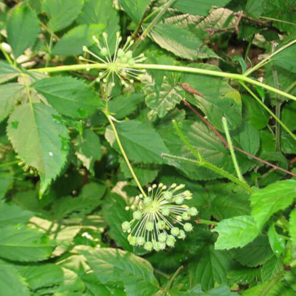 Sarsaparilla root