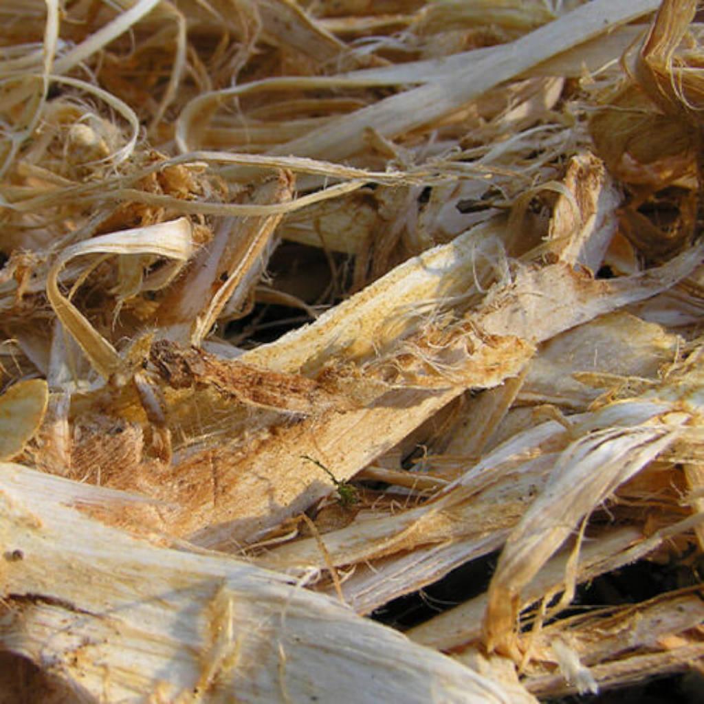 slippery elm bark