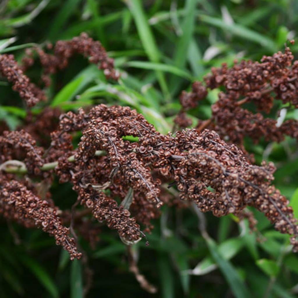 Yellow dock root