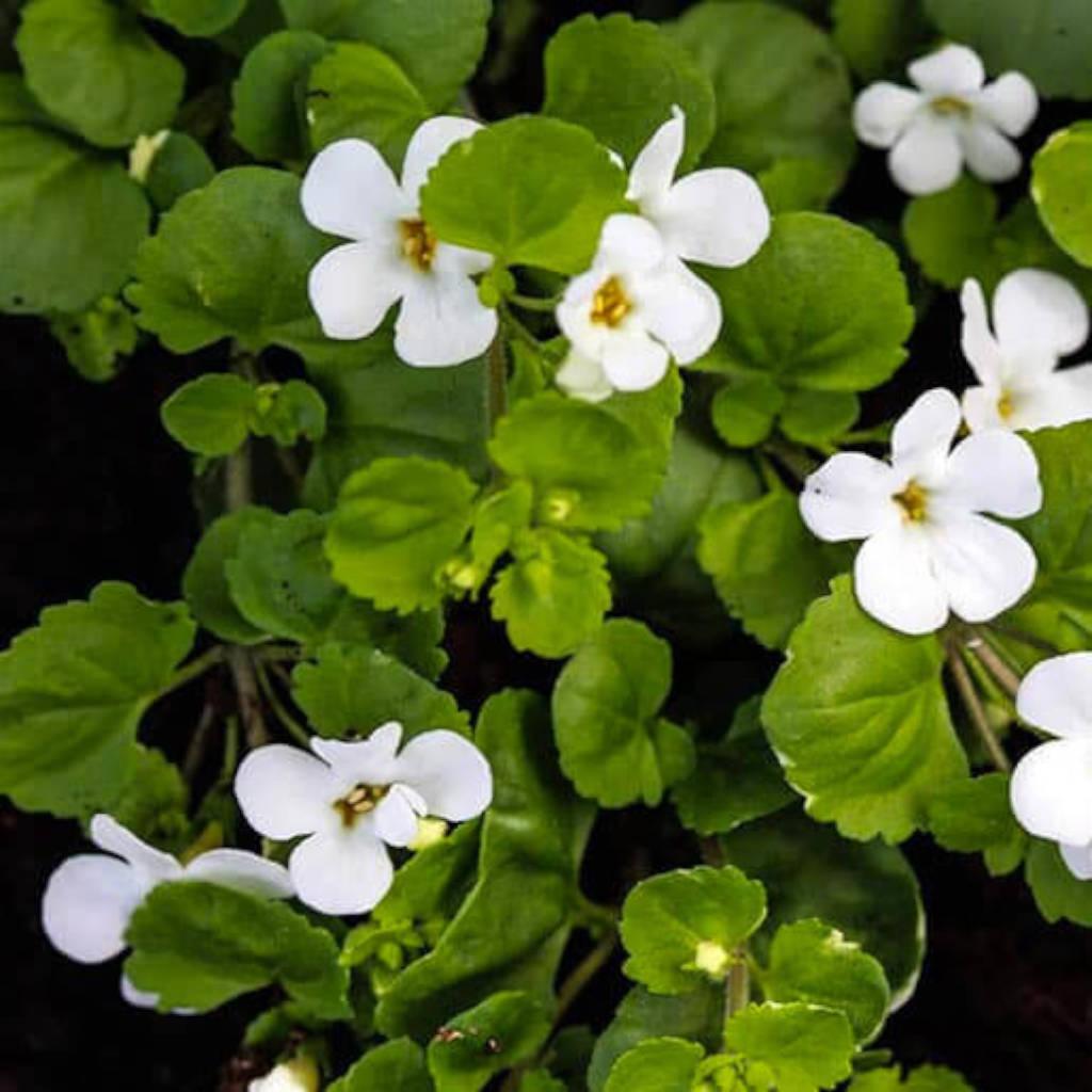 Hoja de bacopa