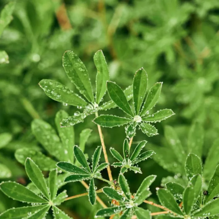 Cleavers