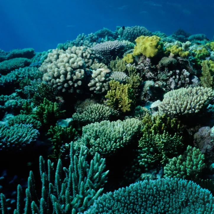 Marine Collagen