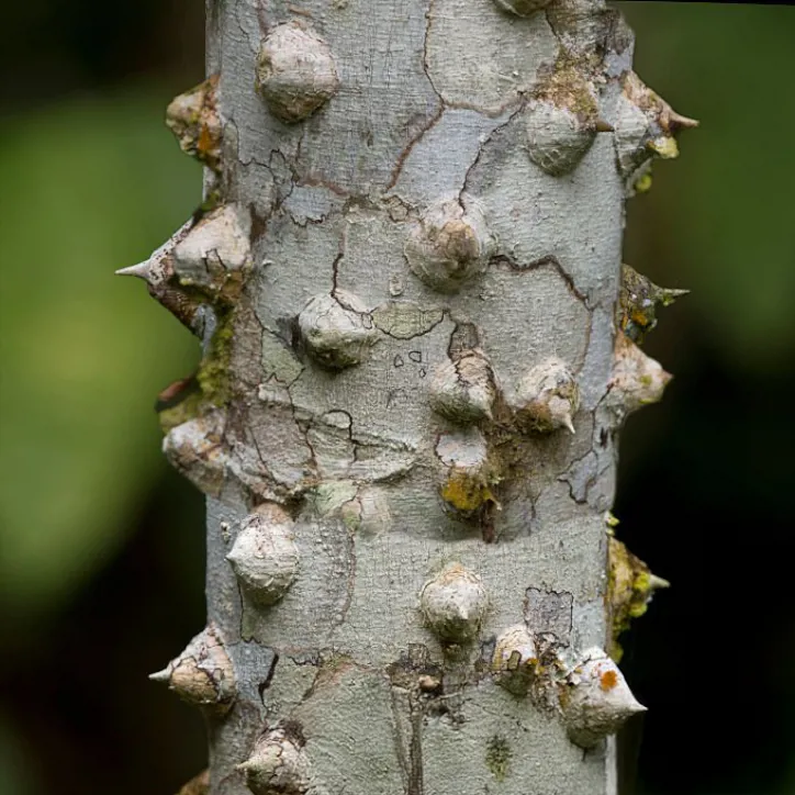Prickly Ash Bark