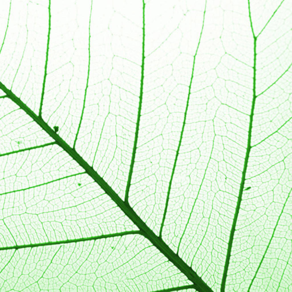 Sodium Copper Chlorophyllin