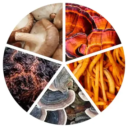 ORGANIC_SUPER_IMMUNITY_MUSHROOM_BLEND-724-1920.webp